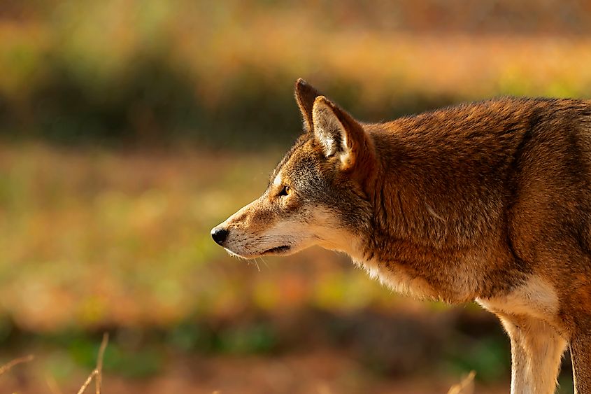A red wolf (Canis rufus)