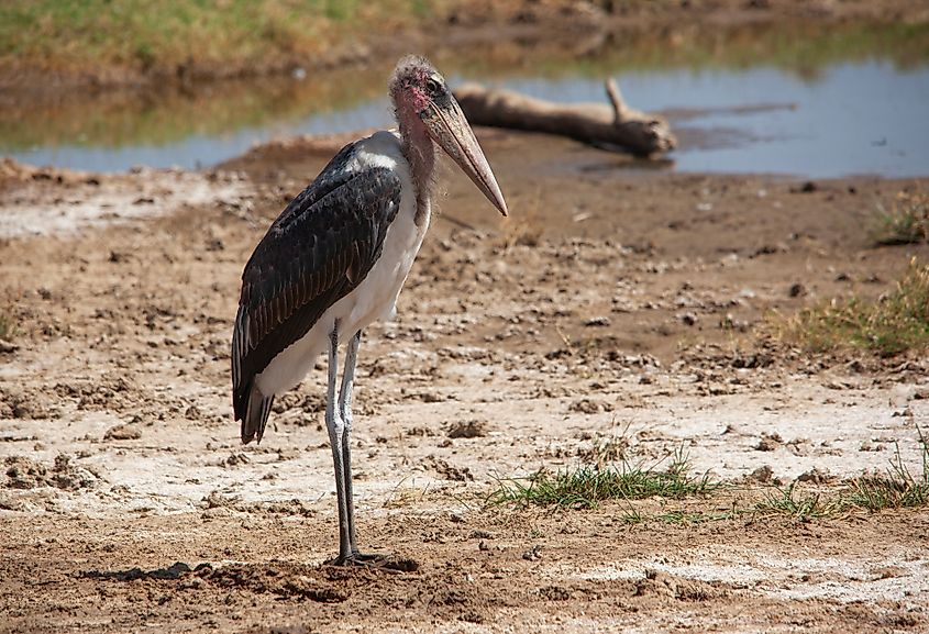 A marabou stork (Leptoptilos crumenifer)