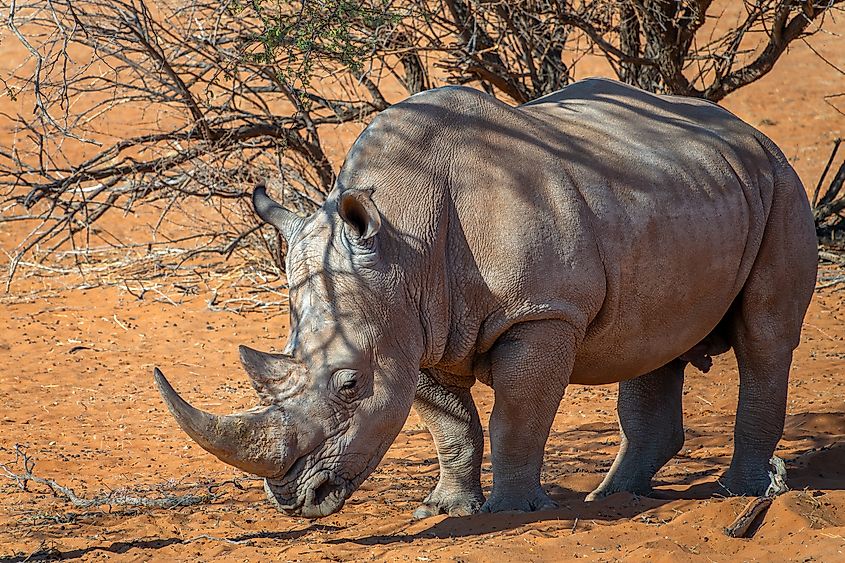 A white rhino (Ceratotherium simum)