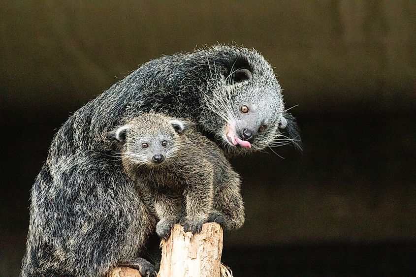A binturong with its baby