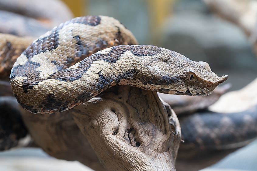 A nose-horned viper (Vipera ammodytes)