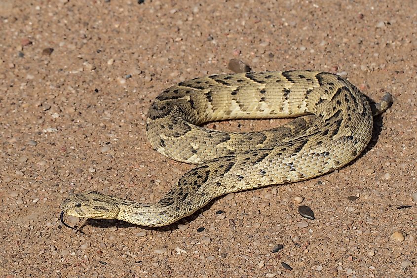 A puff adder (Bitis arietans)