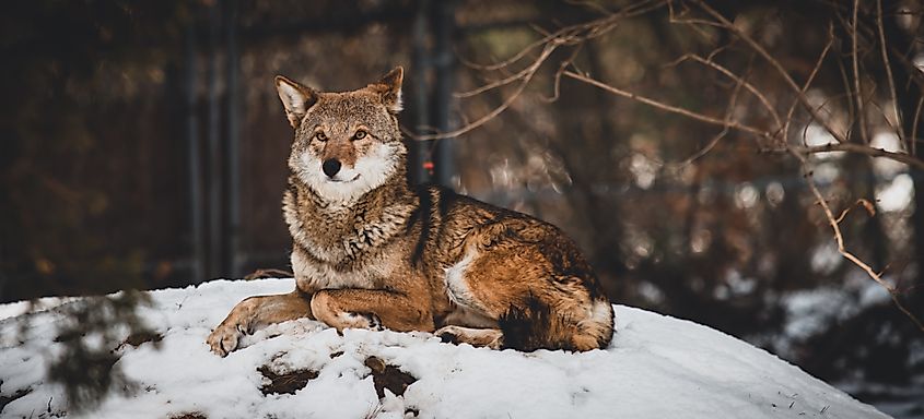 A red wolf (Canis rufus)