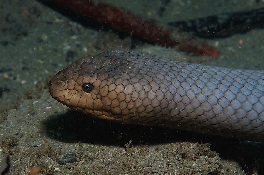 An olive sea snake (Aipysurus laevis)