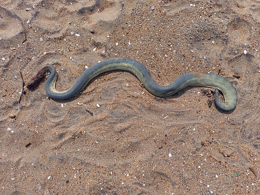 A dead common sea snake, Hydrophis schistosus, photographed at Kakinada Beach, documents mortality along coastal habitat.