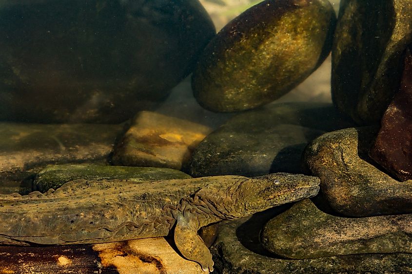 An eastern hellbender (Cryptobranchus alleganiensis alleganiensis)