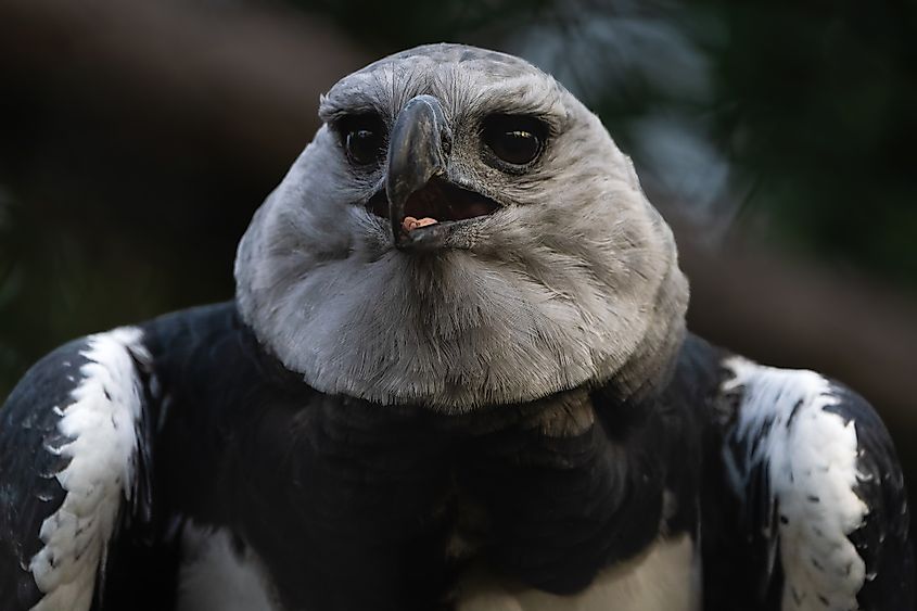A harpy eagle (Harpia harpyja)