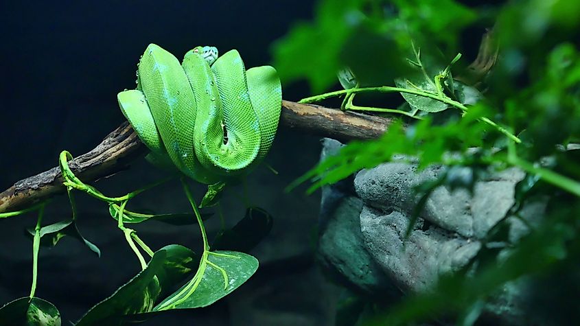 A green tree python on a branch