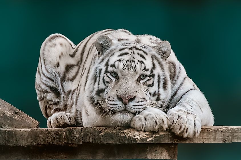 A white tiger lying down.