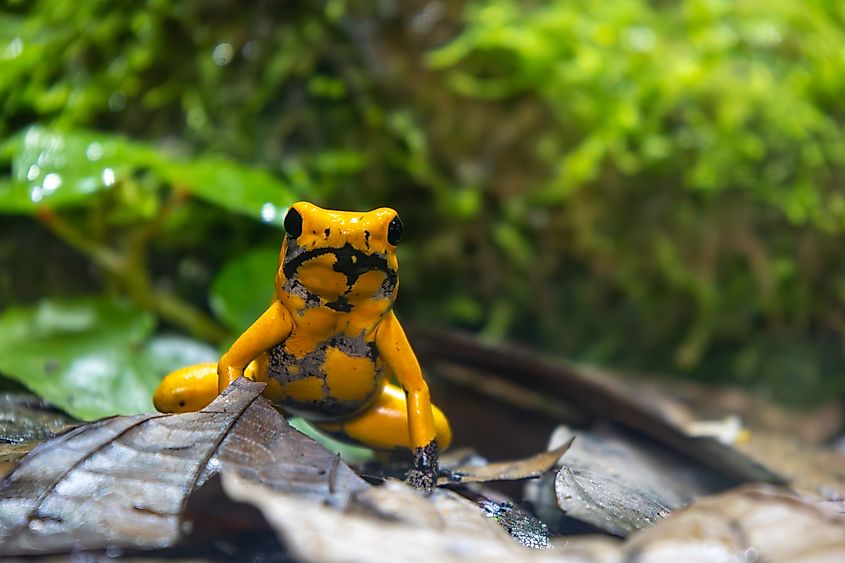 A golden poison frog (Phyllobates terribilis)