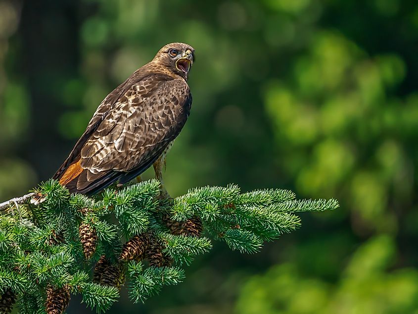 A red-tailed hawk (Buteo Jamaicensis)