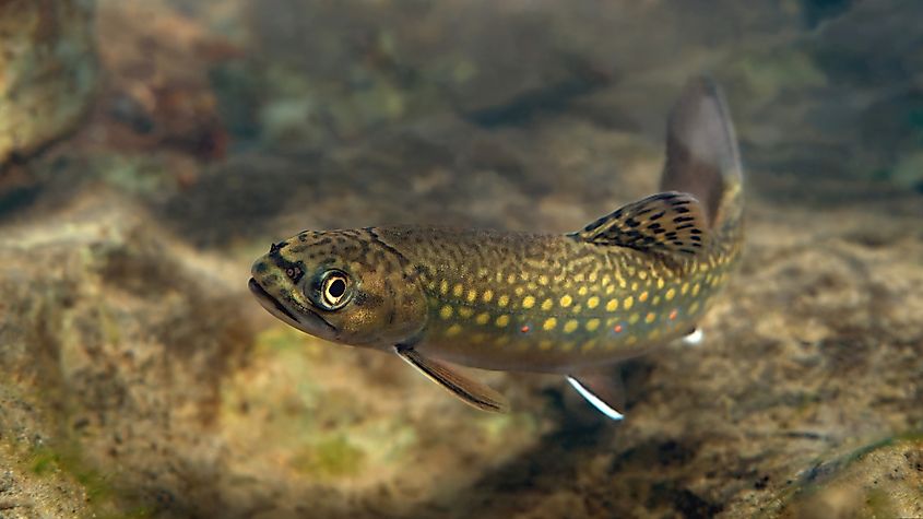 A brook trout (Salvelinus fontinalis)