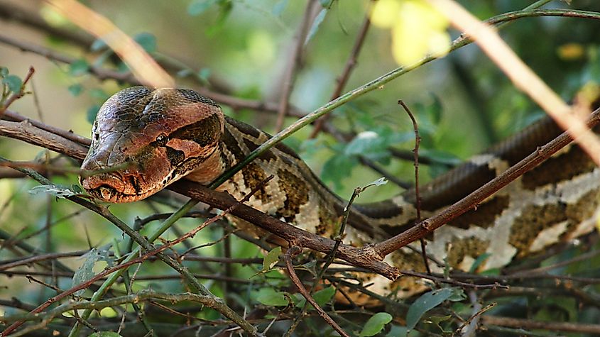 An Indian python (Python molurus)