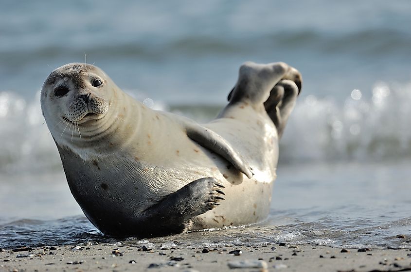 A harbor seal (Phoca vitulina)