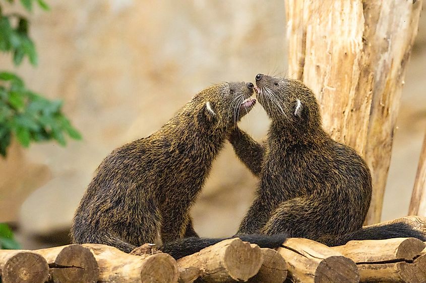 A pair of juvenile binturongs playing together