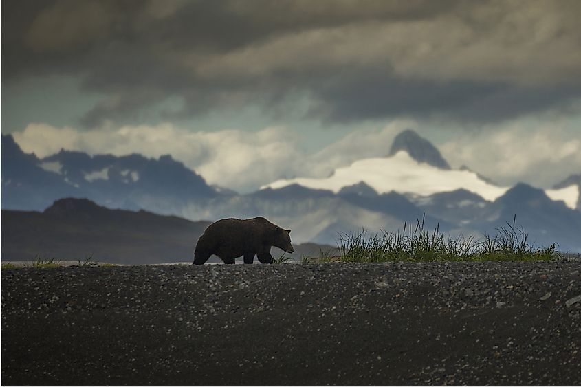A grizzly bear in profile.