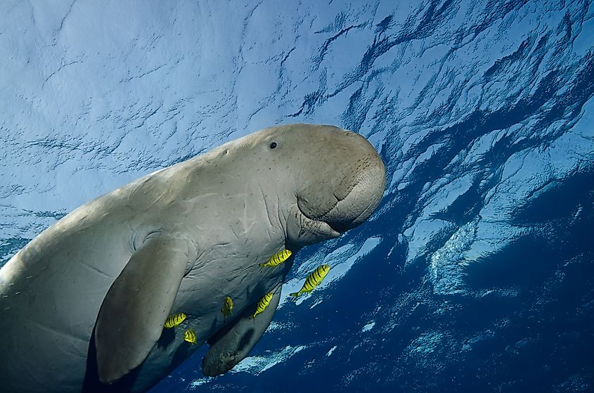 A dugong (Dugong dugon)