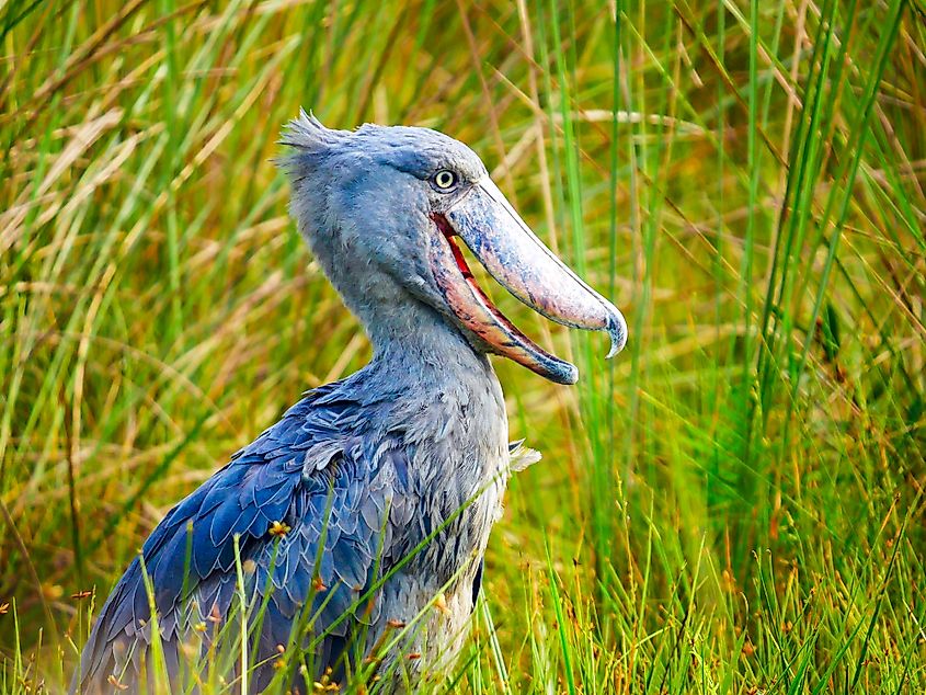 A shoebill (Balaeniceps rex)
