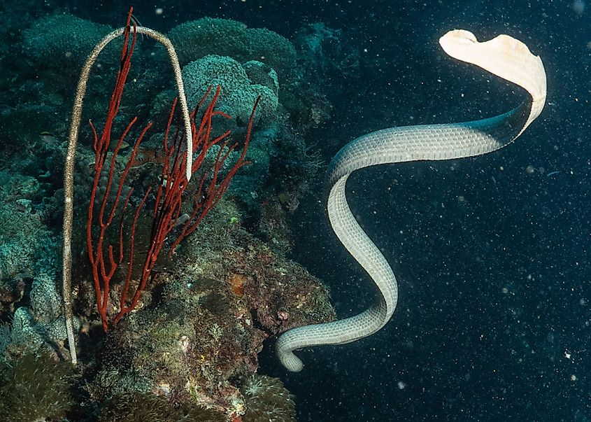 An olive sea snake (Aipysurus laevis)