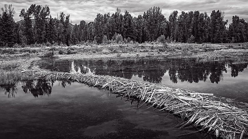 A beaver dam holding back a flooded pond in a forested valley