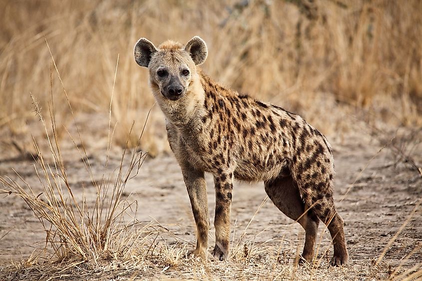 Spotted hyena in Luangwa National Park, Zambia