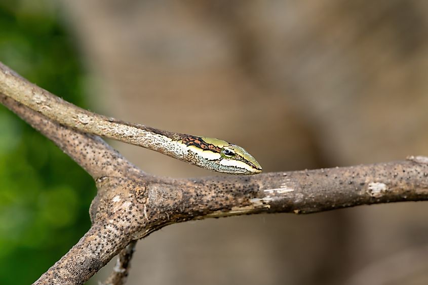A southern vine snake (Thelotornis capensis)