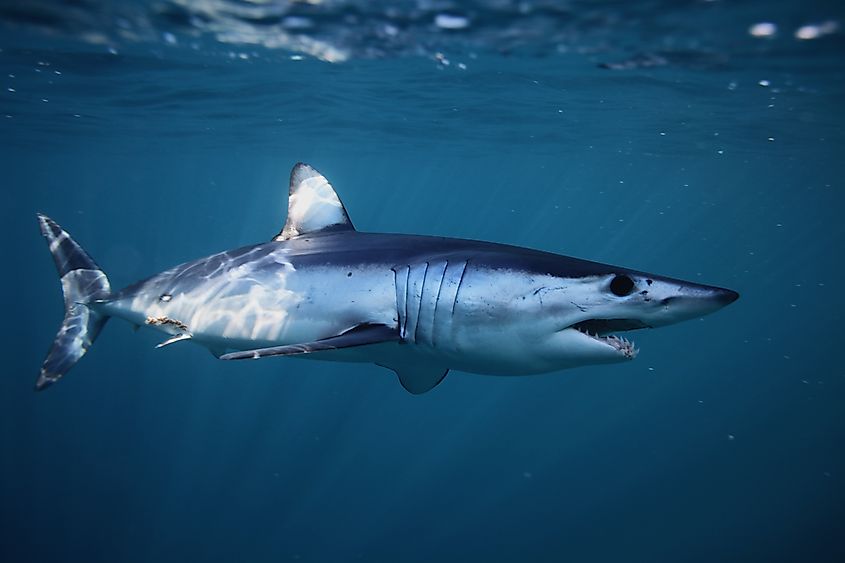 A shortfin mako shark (Isurus oxyrinchus)