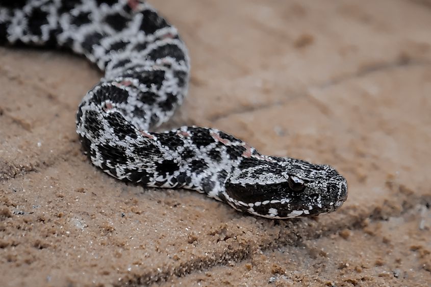A pygmy rattlesnake showing its blotched dorsal pattern.