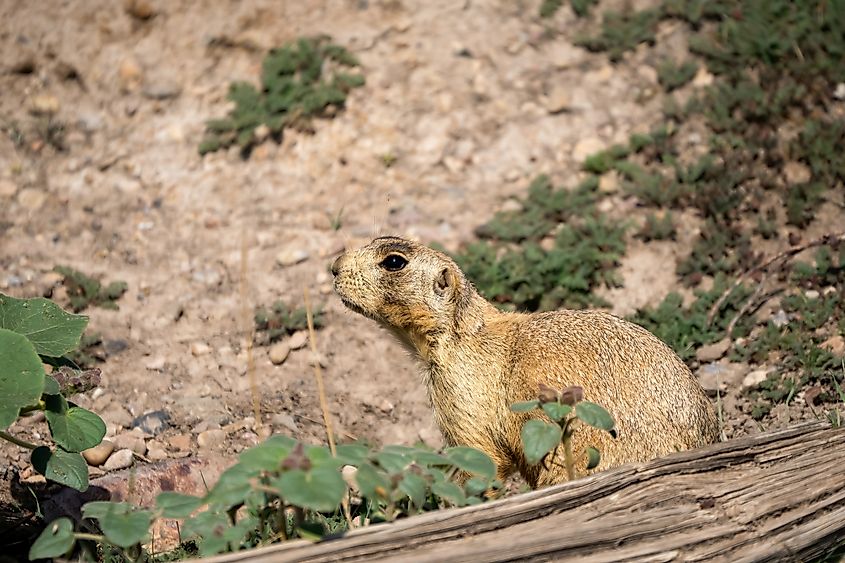 A Utah prairie dog (Cynomys parvidens)