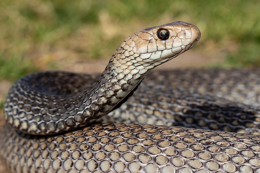 An eastern brown snake (Pseudonaja textilis)