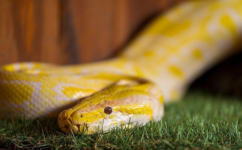 A yellow ball python