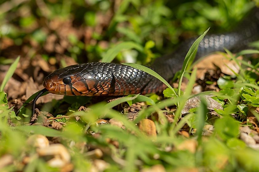 An endangered Eastern Indigo Snake, native to Florida, crawling through grass