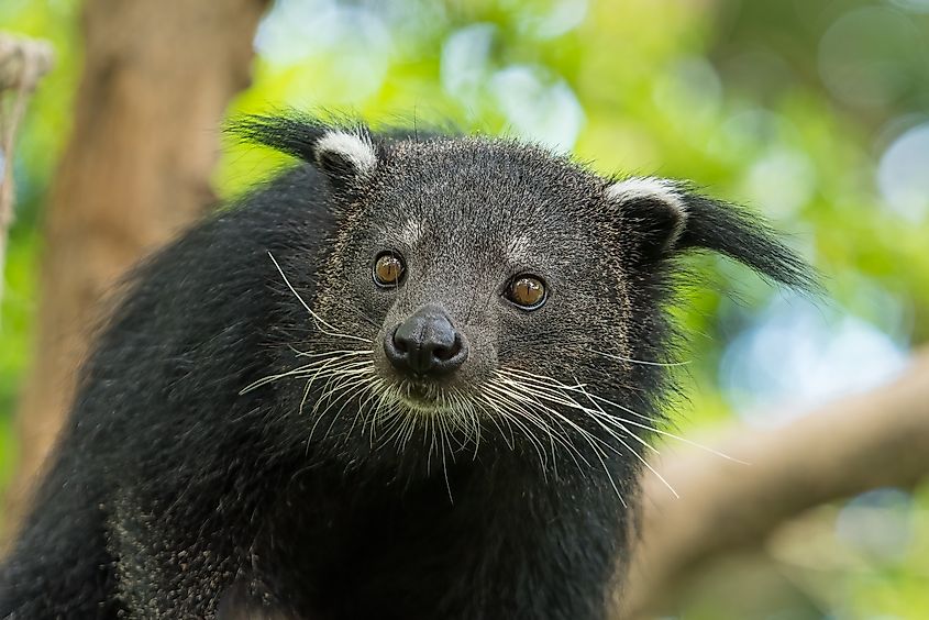 A binturong (Arctictis binturong)