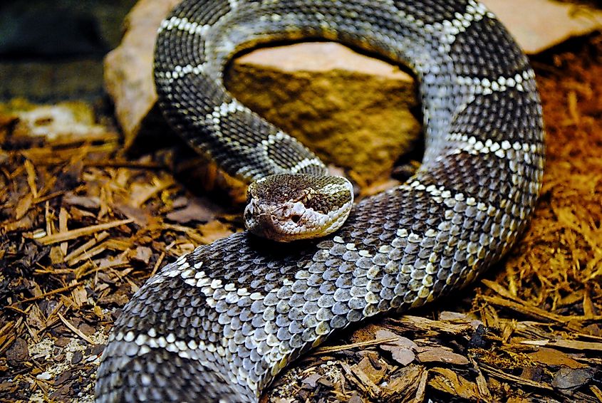 A Massasauga rattlesnake
