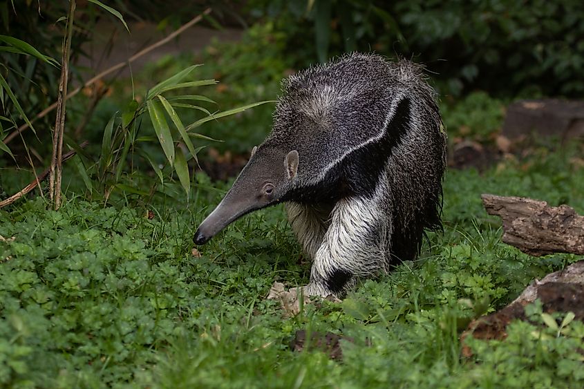 A giant anteater (Myrmecophaga tridactyla)