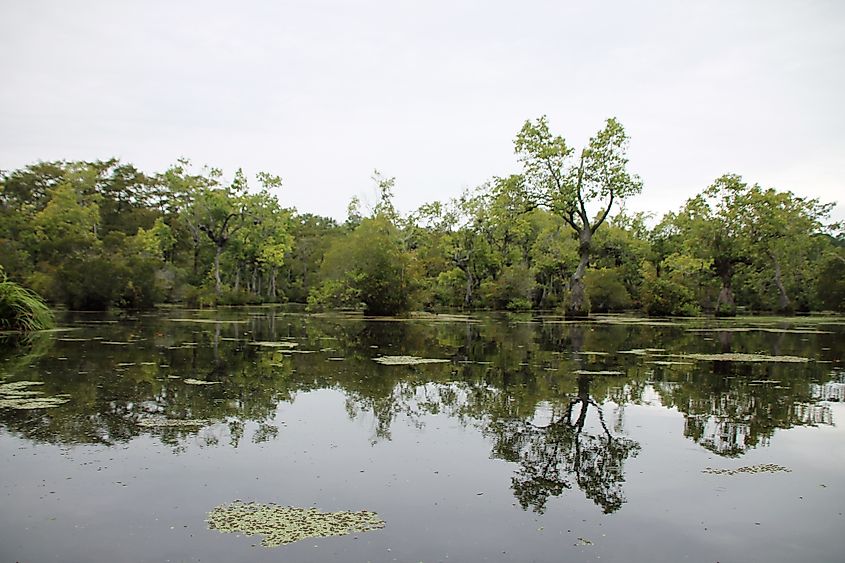 Cypress and tupelo gum trees at Merchants Millpond State Park, North Carolina