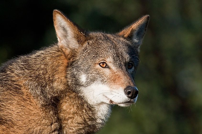 A red wolf (Canis rufus)