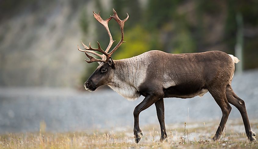 Mountain caribou in the wild