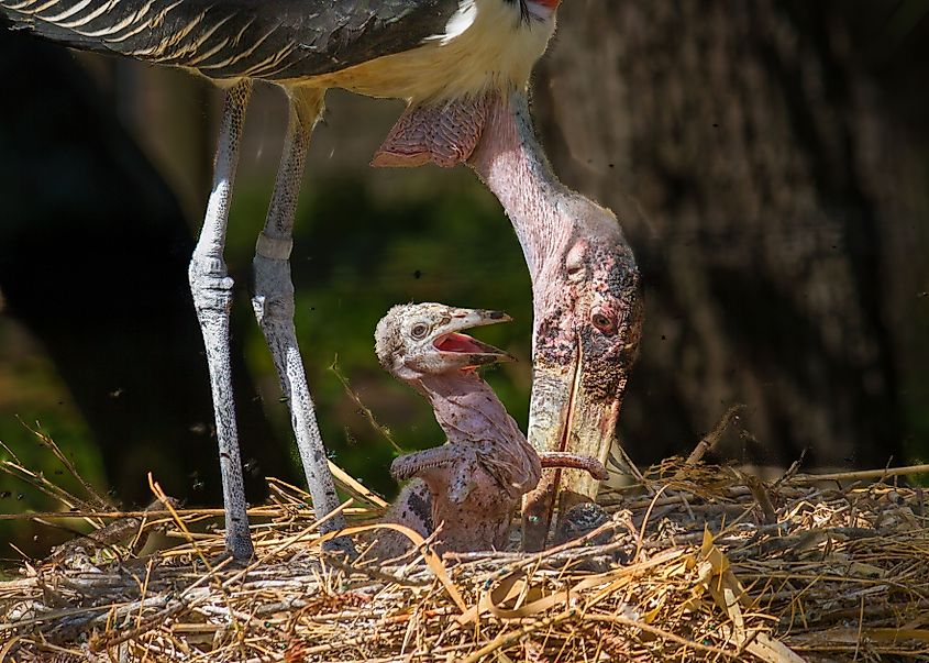 A marabou stork feeding its chick