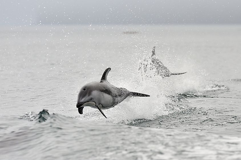 A Pacific white-sided dolphin leaping near Canada.