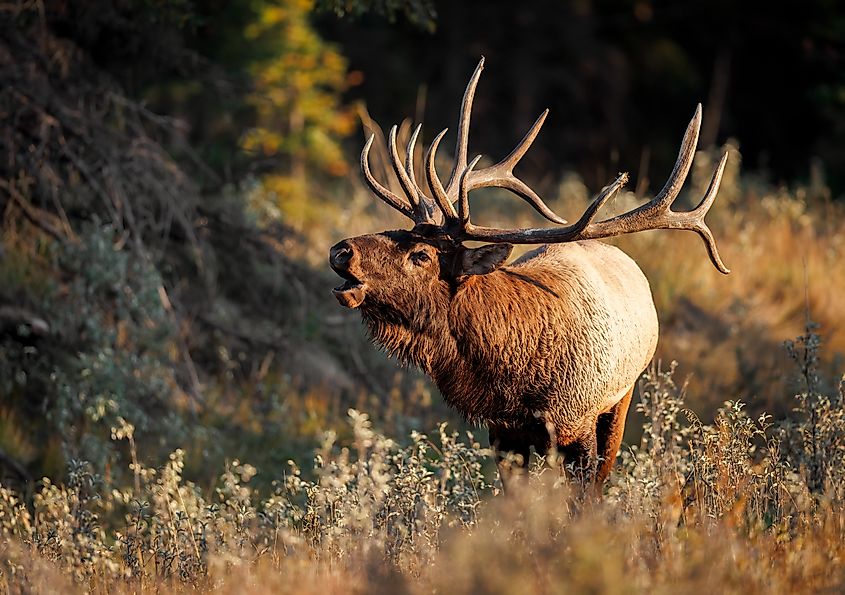 An elk (Cervus canadensis)
