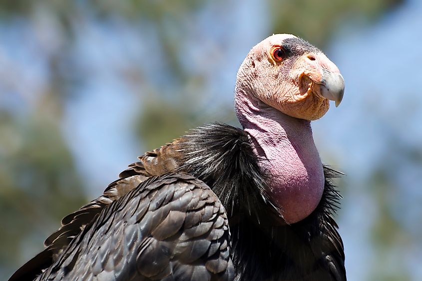 A California condor (Gymnogyps californianus)