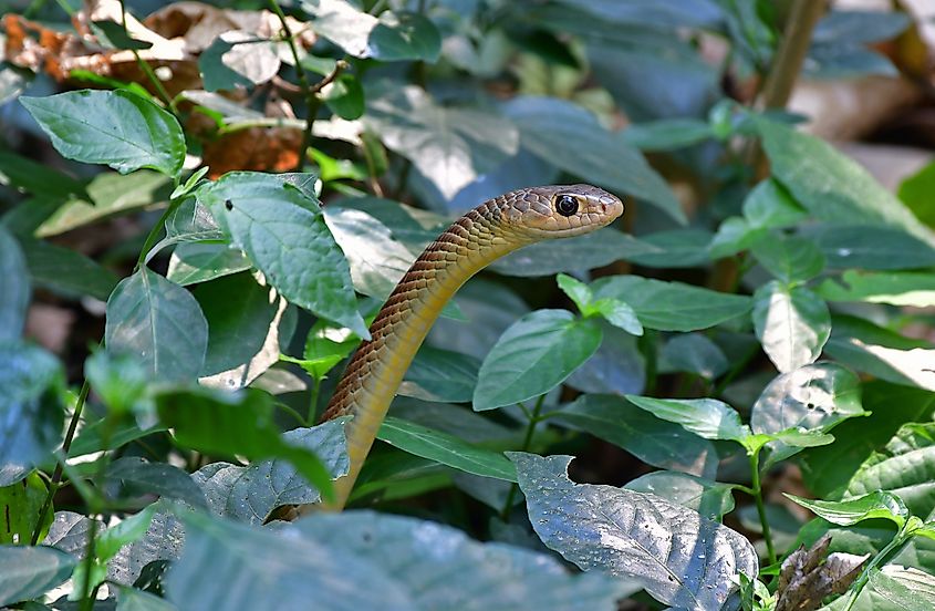 A Chinese rat snake (Ptyas korros)