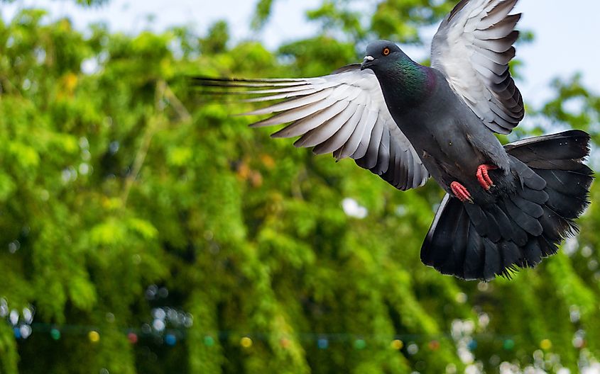 A homing pigeon.