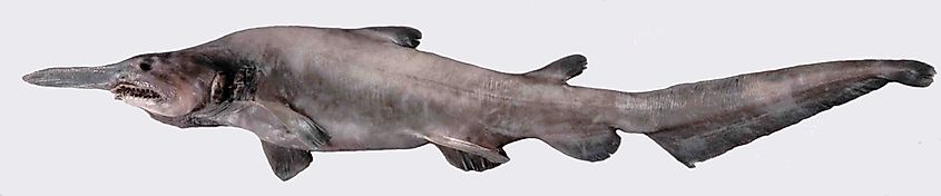Juvenile goblin shark (Mitsukurina owstoni).