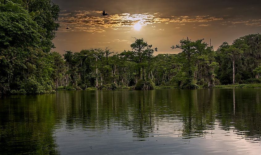 View of the cypress-lined waters of Wakulla Springs State Park