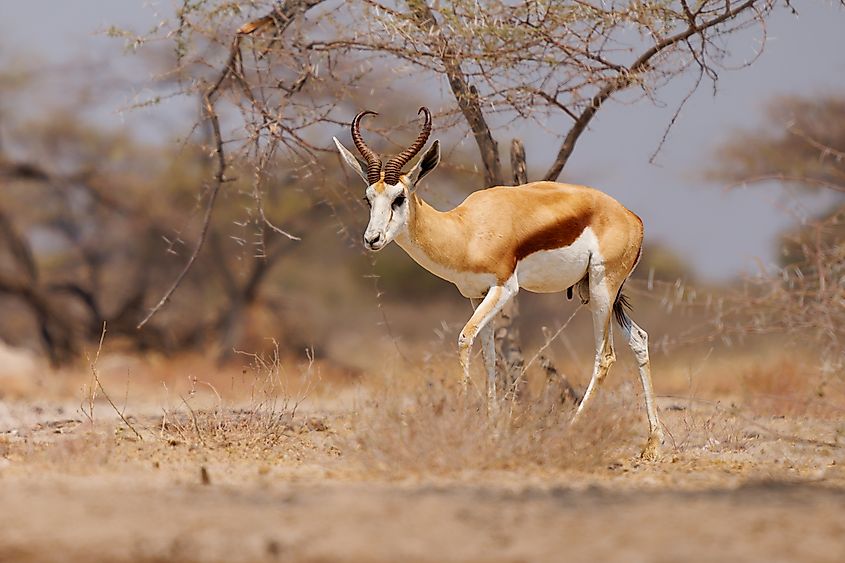 A springbok (Antidorcas marsupialis)