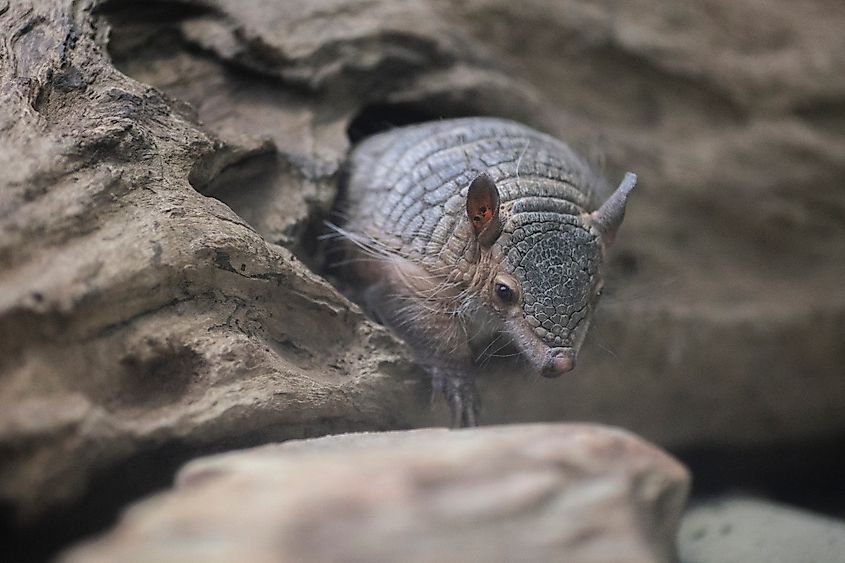 A screaming hairy armadillo (Chaetophractus vellerosus)