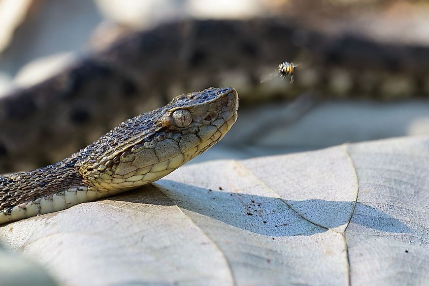 A Fer-de-lance snake