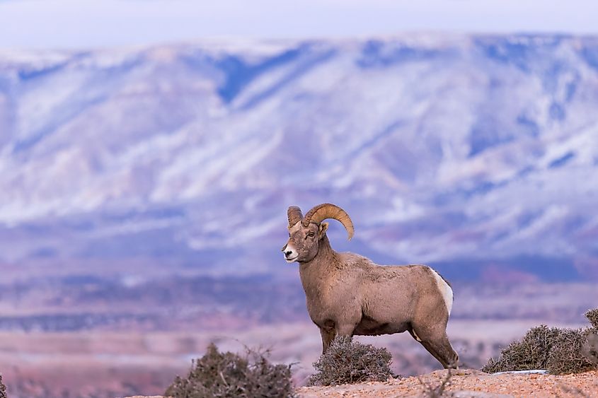 A bighorn ram